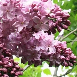 Сирень обыкновенная Маршал Баграмян