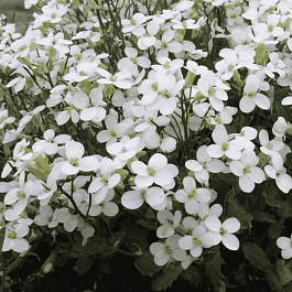 Арабис кавказский Snowcap