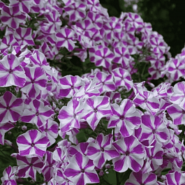 Флокс метельчатый Машенька