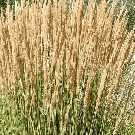 Вейник остроцветковый Avalanche