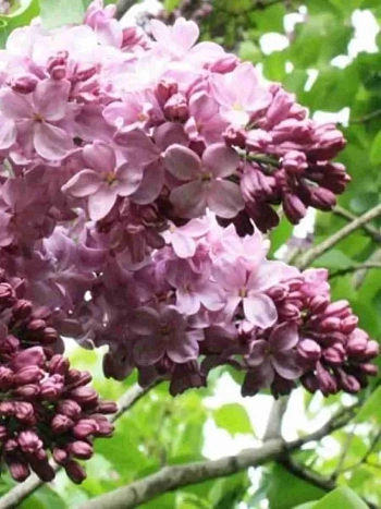 Сирень обыкновенная Маршал Баграмян