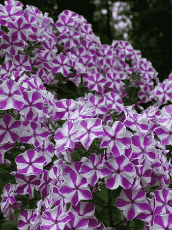 Флокс метельчатый Машенька