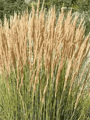 Вейник остроцветковый Avalanche