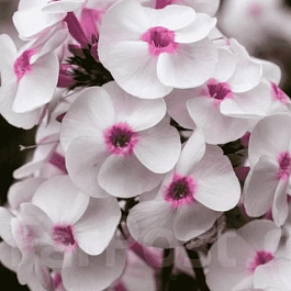 Флокс метельчатый Ice Cream