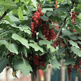 Смородина красная Jonkheer Van Tets на штамбе