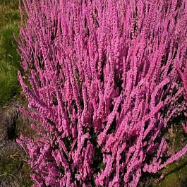 Вереск обыкновенный Mary Ann