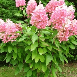 Гортензия метельчатая Angels Blush ТОЛЬКО САМОВЫВОЗ