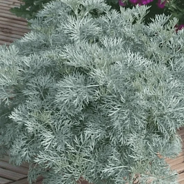 Полынь гибридная Powis Castle