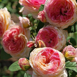 Роза парковая Розоман Жанон