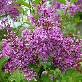Сирень китайская Saugeana