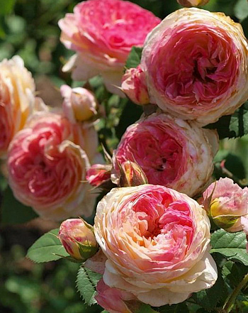 Роза парковая Розоман Жанон