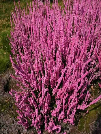 Вереск обыкновенный Mary Ann