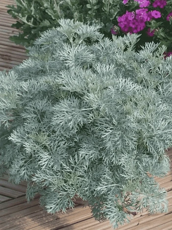 Полынь гибридная Powis Castle
