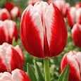 Тюльпан триумф  Leen Van Der Mark