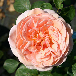 Роза парковая Версайни