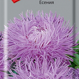 Астра Есения