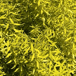 Спирея Тунберга Ogon