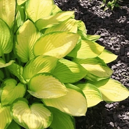 Хоста Gold Standard