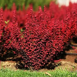 Барбарис Тунберга Венис