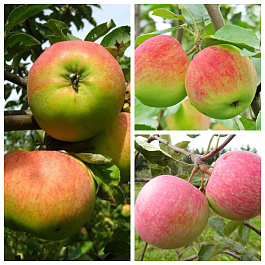 Дерево-сад (2-3х летка) яблоня 3 сорта Орловим-Мелба-Конфетное Дерево-сад (2-3х летка) яблоня 3 сорта Орловим-Мелба-Конфетное