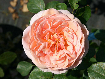 Роза парковая Версайни