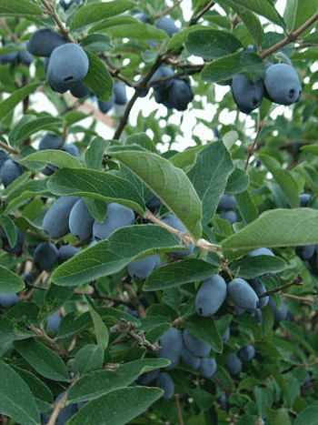 Жимолость Берель