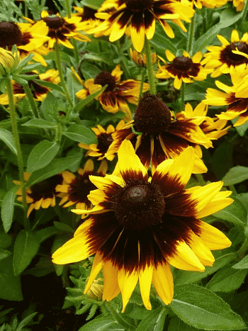 Рудбекия волосистая Sonora