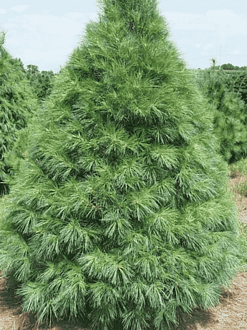 Сосна Веймутова