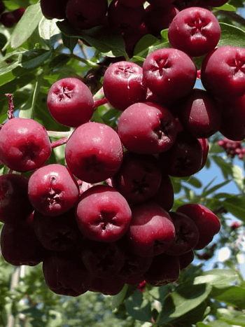 Рябина сладкоплодная Гранатная