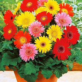 Гербера Джемсона Гибрид смесь окрасок