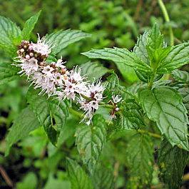 Мята садовая