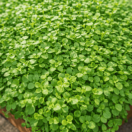 Мята корсиканская