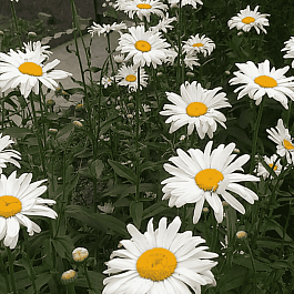 Нивяник наибольший Lagrande