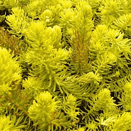 Очиток отогнутый Yellow Cushion