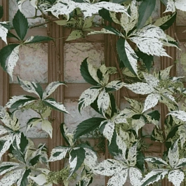 Виноград девичий Star Showers