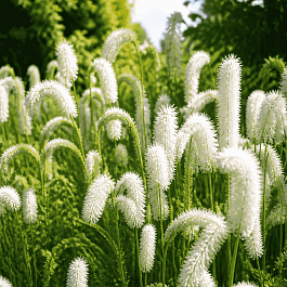 Кровохлебка лекарственная Burr Blanc