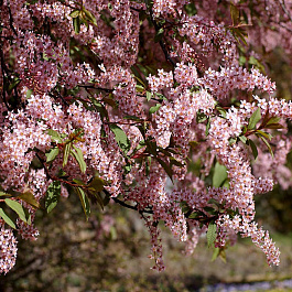 Черемуха обыкновенная Колората Черемуха обыкновенная Колората