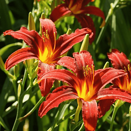 Лилейник Sammy Russell