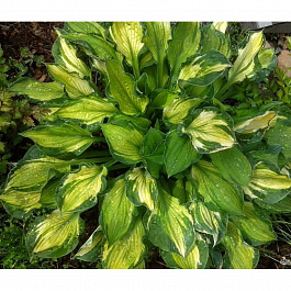 Хоста гибридная Шармон