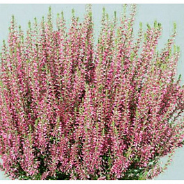 Вереск обыкновенный Селма