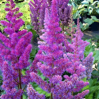 Астильба китайская Блэк энд Блу