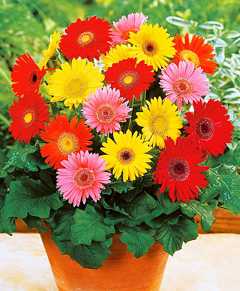 Гербера Джемсона Гибрид смесь окрасок