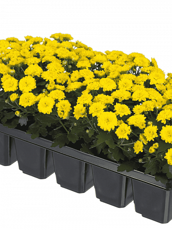 Хризантема мелкоцветковая Baby mum Yellow