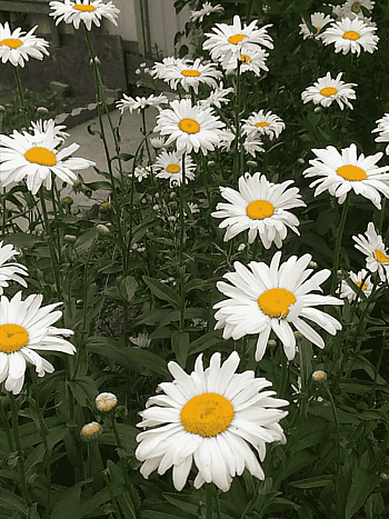 Нивяник наибольший Lagrande