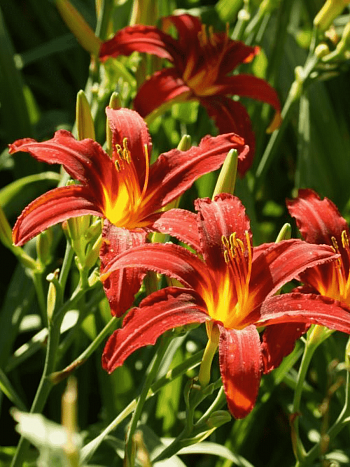 Лилейник Sammy Russell