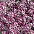 Алиссум Розовая королева