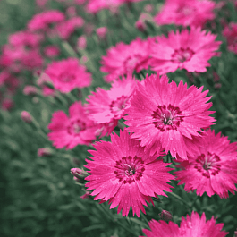 Гвоздика гратианополитанская Emmen