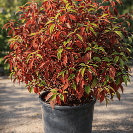 Дерен Red Gnome