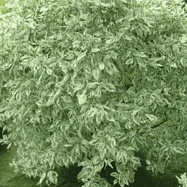 Дерен белый Elegantissima