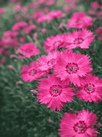 Гвоздика гратианополитанская Emmen